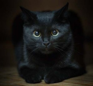 Черный кот присядет у камина